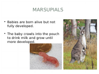 Animal Reproduction PP Part 2 (1).pdf